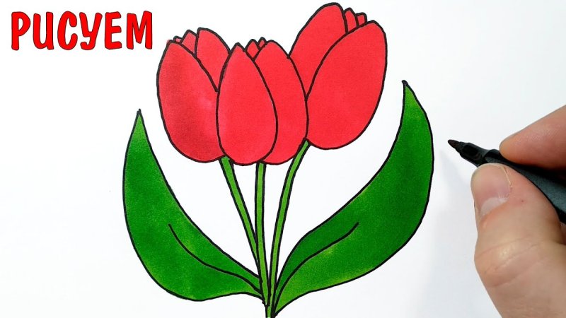 Тюльпаны для срисовки