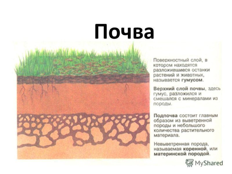 Почвенный срез схема