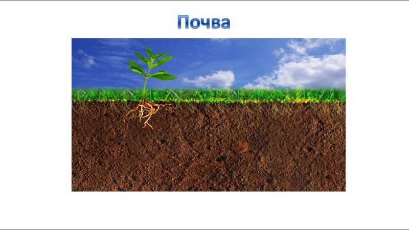 Почва для дошкольников