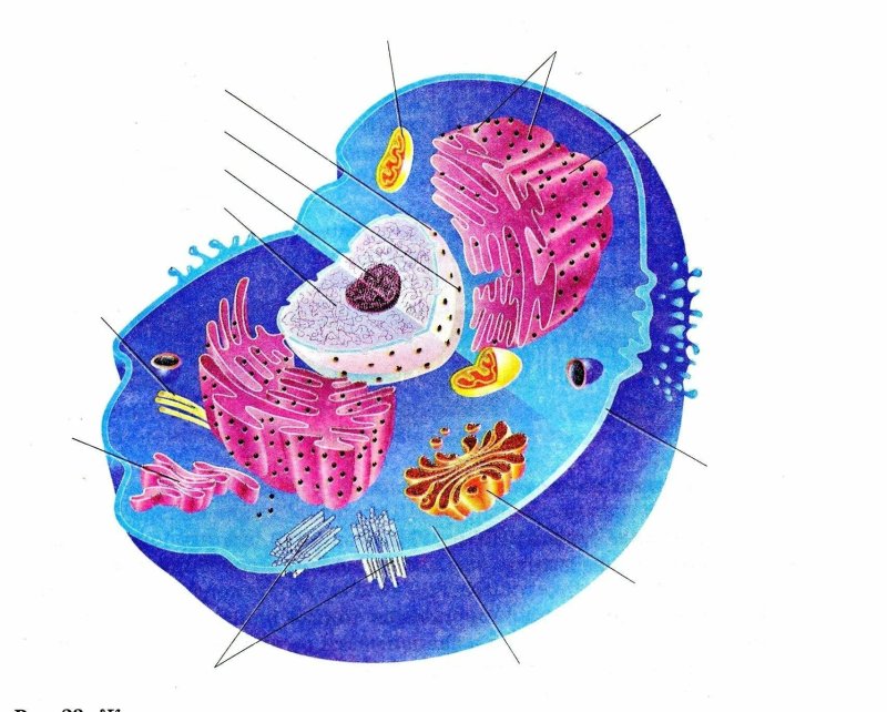 Животная эукариотическая клетка рисунок