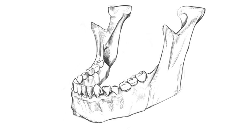Нижняя челюсть (mandibula)