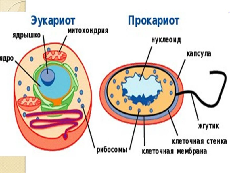 Сравнение прокариотической и эукариотической клетки рисунок