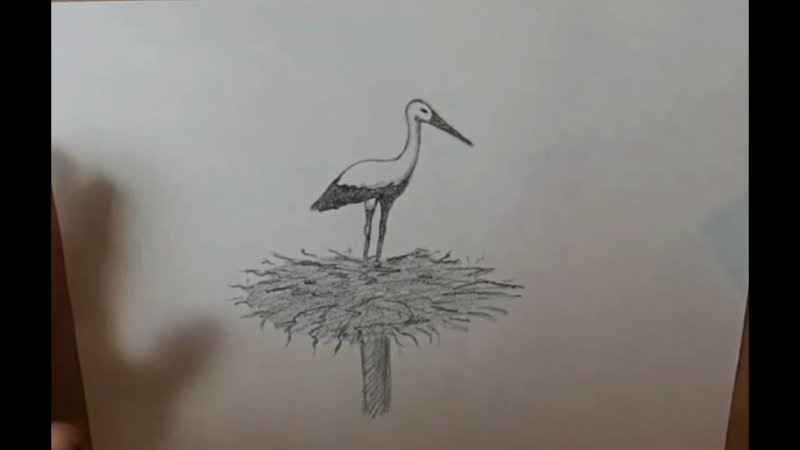 Аист рисунок