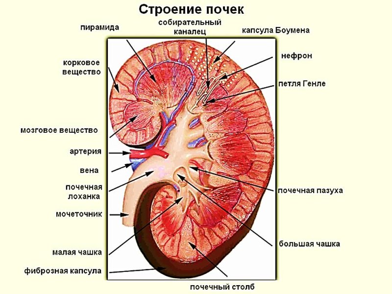 Внутренне строение почки анатомия