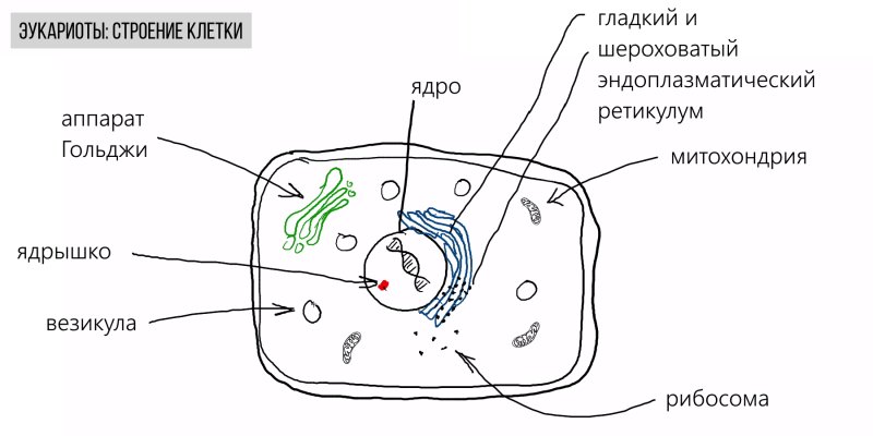 Схематическое изображение эукариотической клетки
