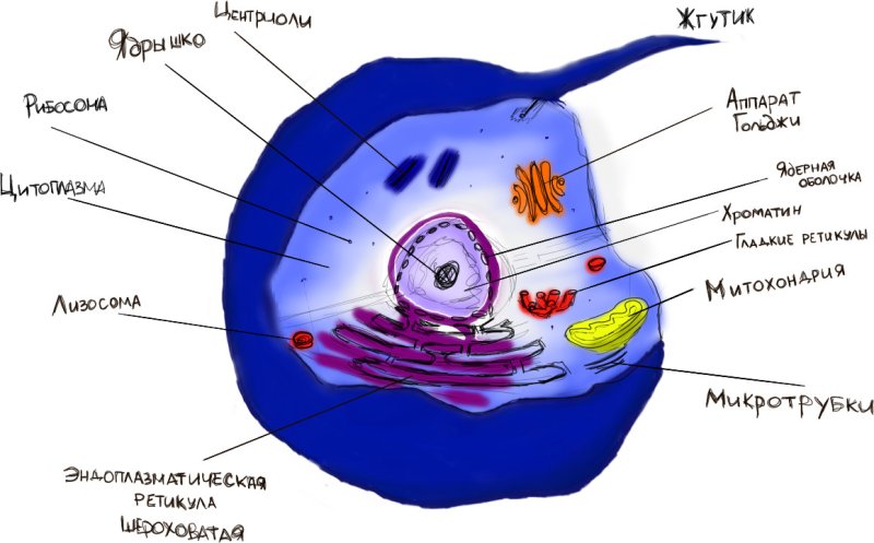 Строение эукариот