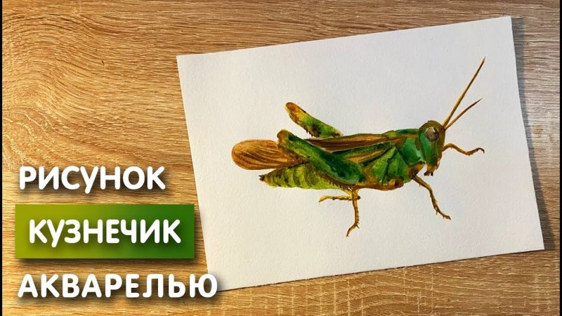 рисуем кузнечика