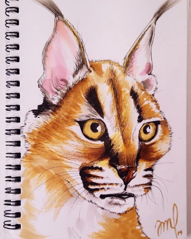 Каракал рисунок