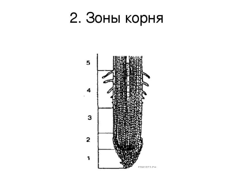 Зоны корня 6 класс биология