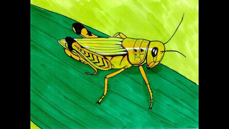 рисунок кузнечик