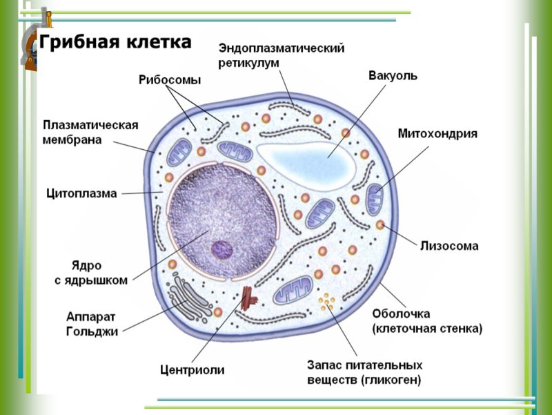 Схема строения клетки гриба