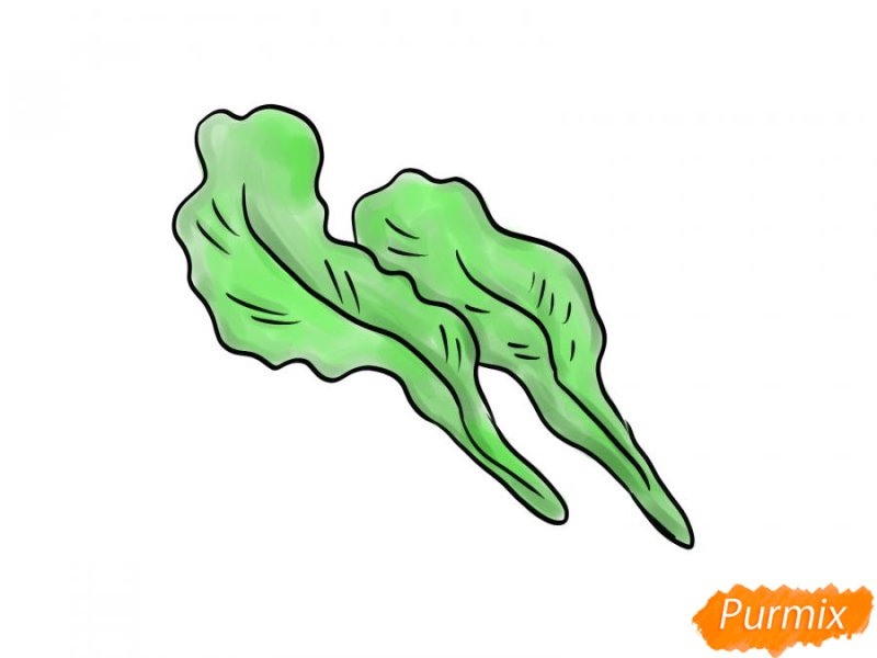 Щавель рисунок