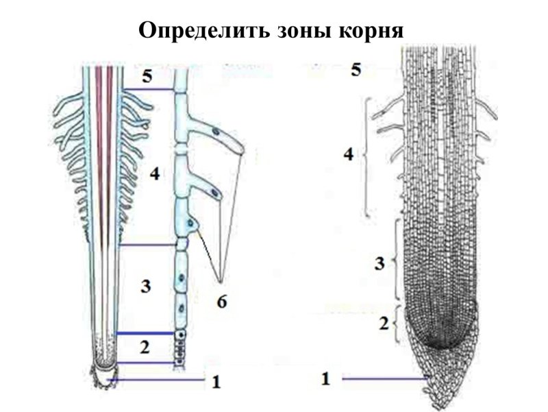 Зоны корня корневые волоски 6 класс