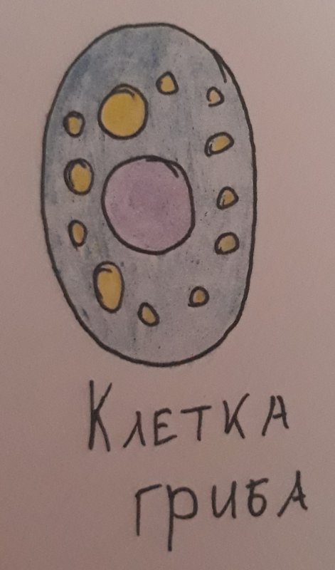Нарисовать грибную клетку