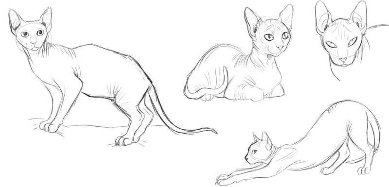 Кот сфинкс референс