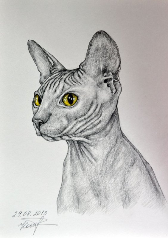Кот сфинкс