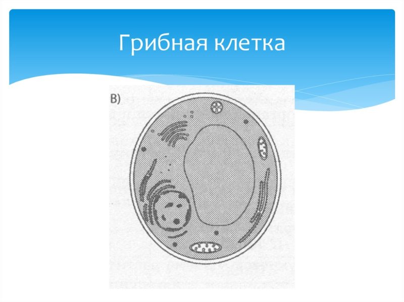 Схема строения грибной клетки