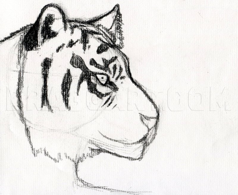 Рисунок тигра для срисовки