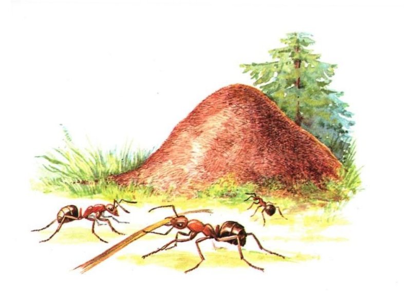 Муравейник
