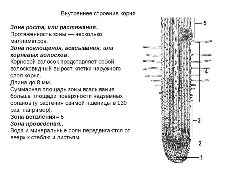 Внешнее строение корня схема