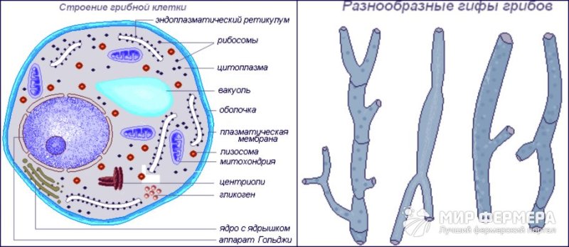 Схема строения клетки гриба рисунок