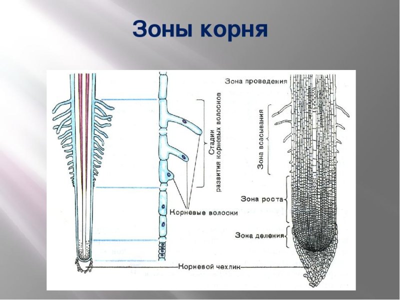 Зоны участки корня 6 класс биология