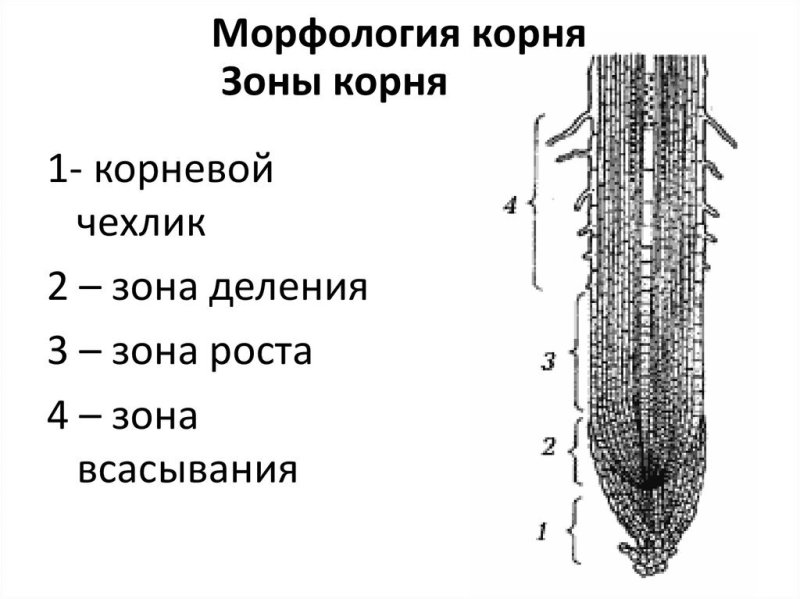 Корневой чехлик зона роста