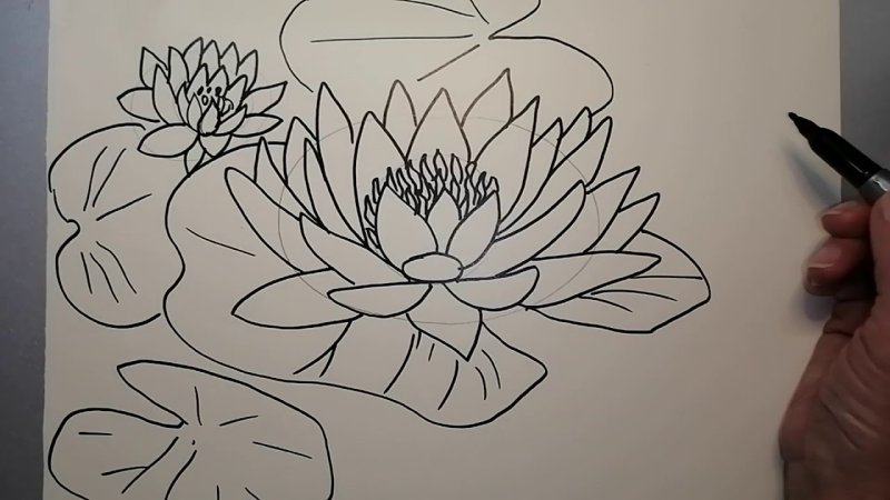 Кувшинка рисунок