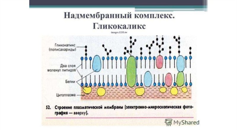 Строение мембраны клетки гликокаликс