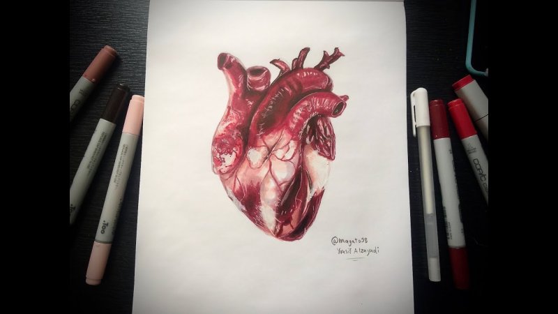 Анатомическое сердце ручкой