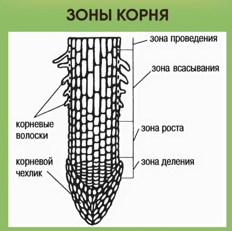 Строение корня зоны