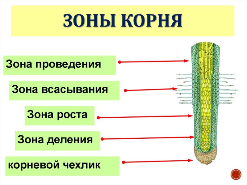 Зоны корня