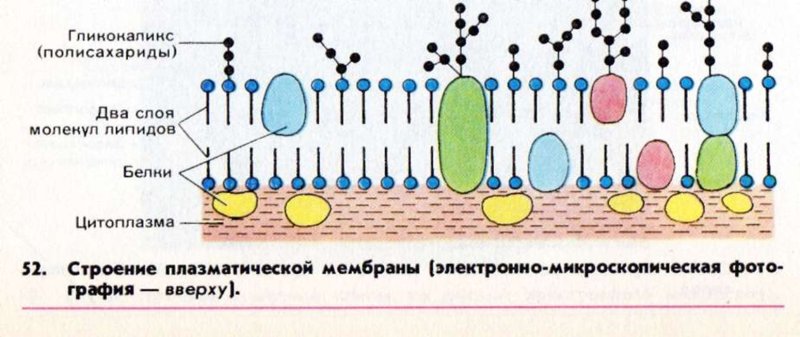 Цитоплазматическая мембрана и гликокаликс