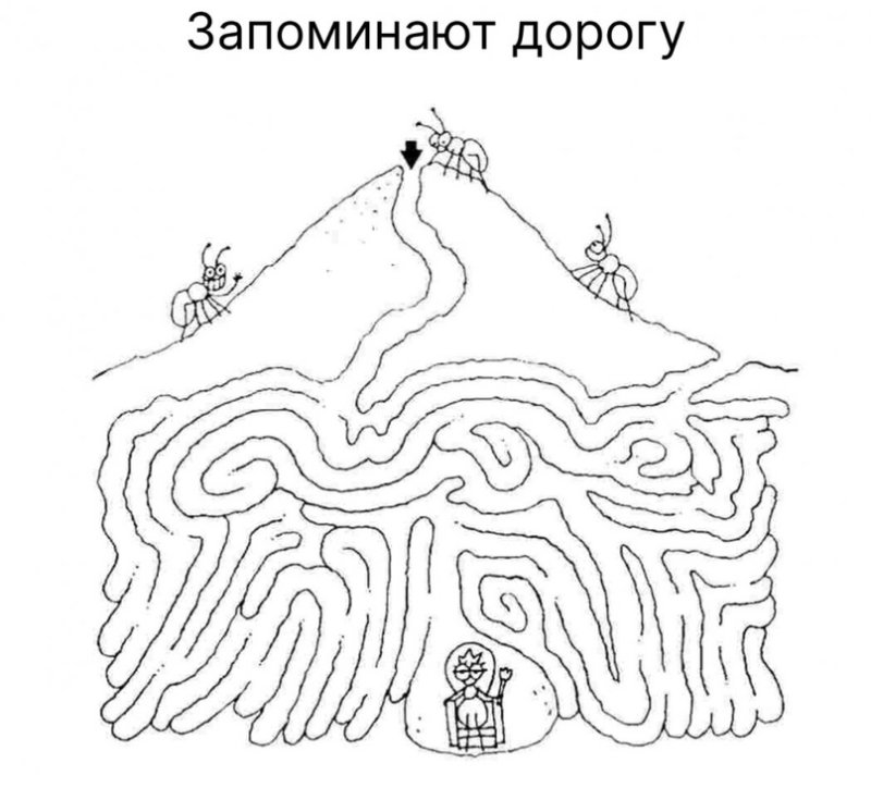 Муравейник раскраска