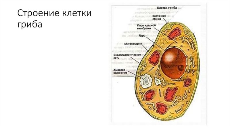 Строение клетки гриба рисунок