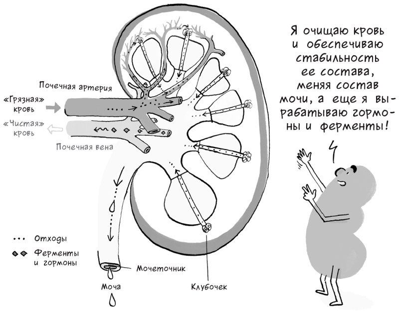Строение почки рис 116