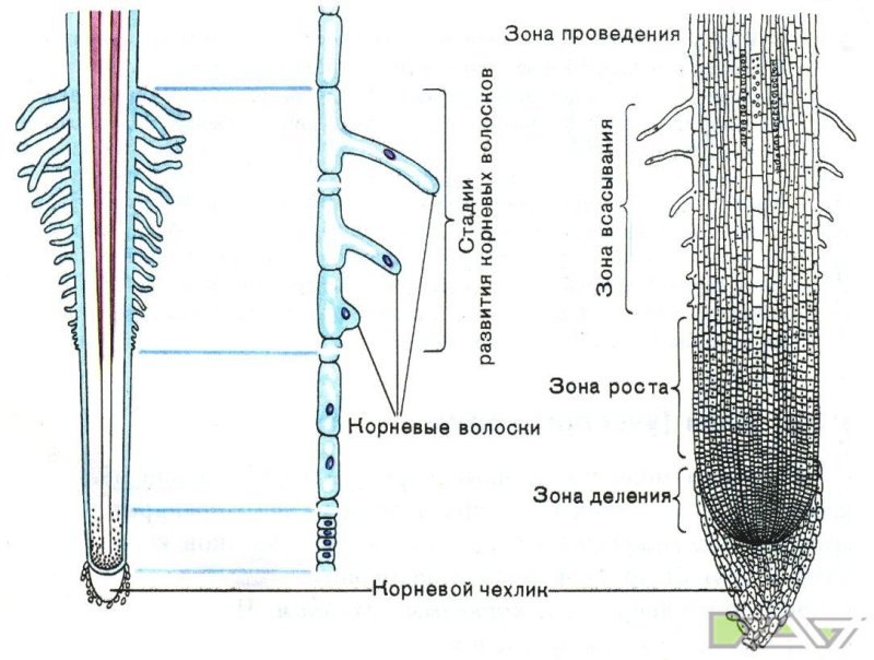 Строение корня растения