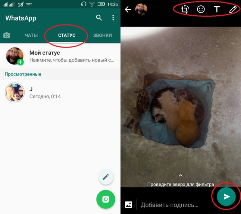 Статус в ватсапе