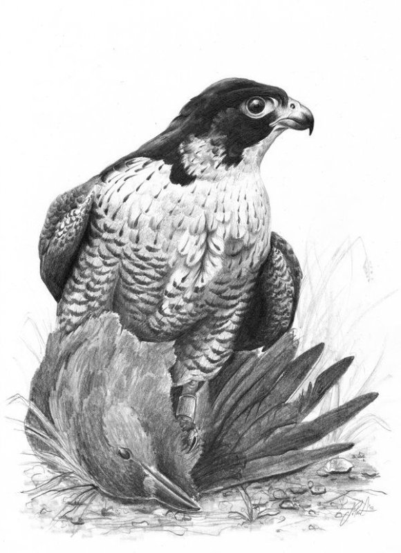 Сапсан карандашом