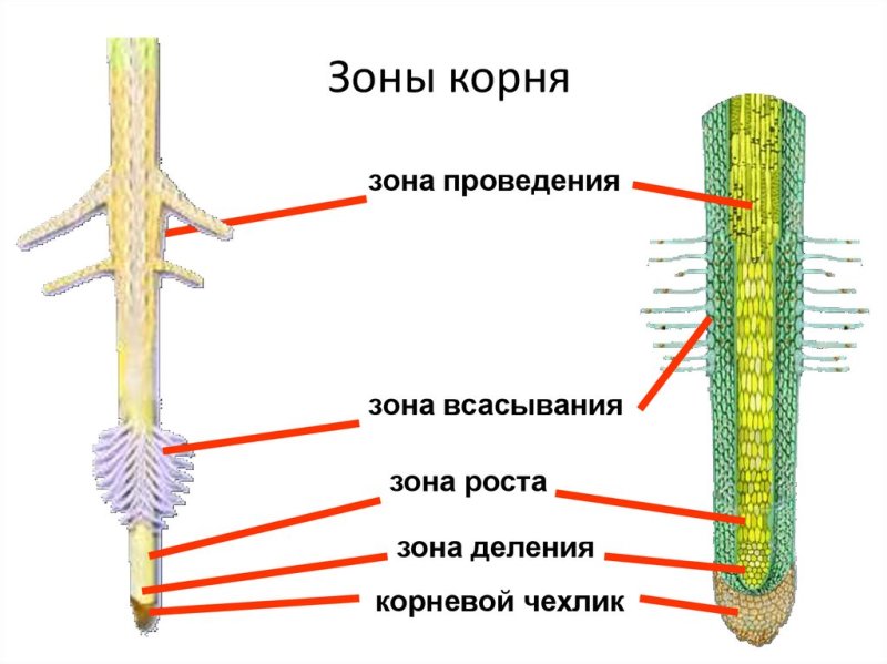 Строение корня зоны