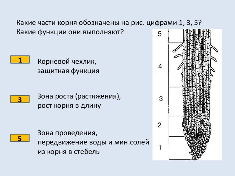 Зона растяжения корня