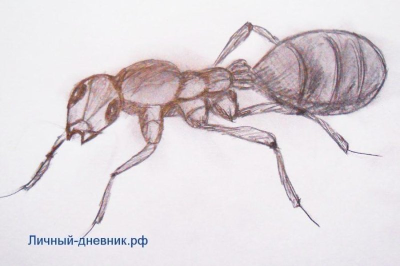 Муравей рисунок