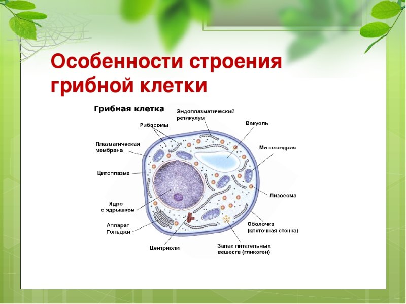 Функции органоидов грибной клетки
