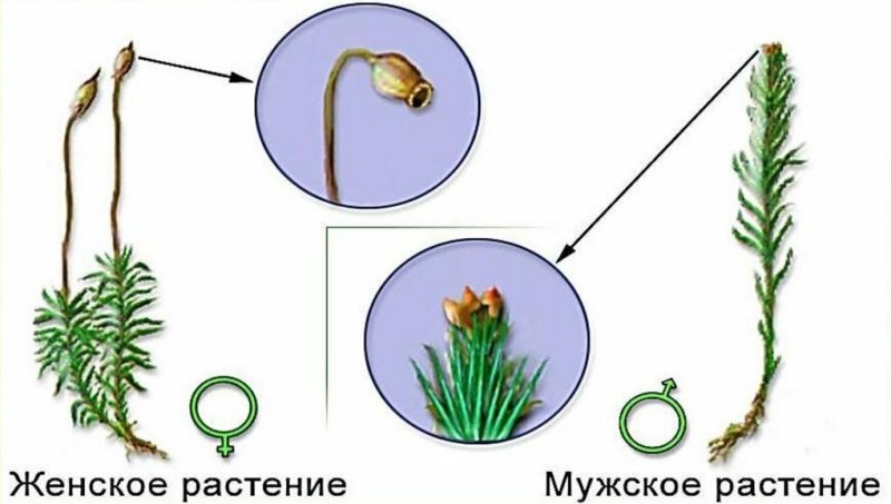 Моховидные Кукушкин лен