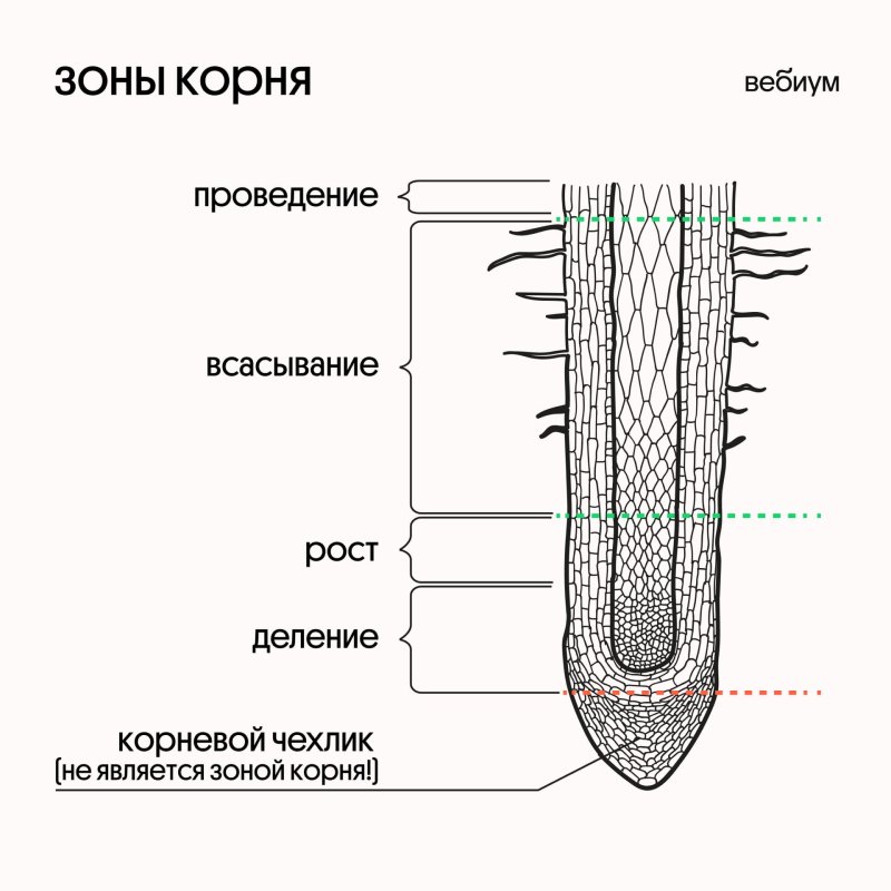 Зоны деления корня корневой чехлик