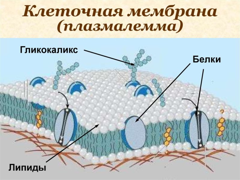 Наружная клеточная мембрана плазмалемма строение