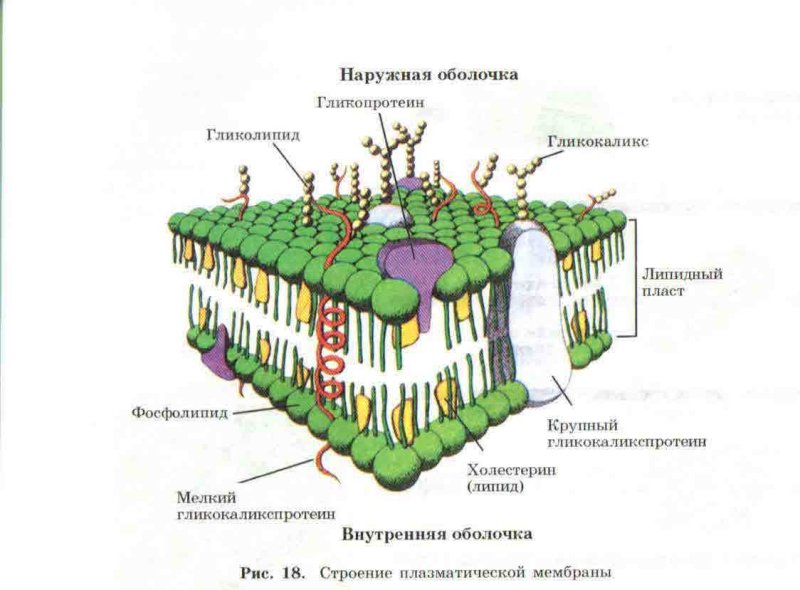 Плазматическая мембрана гликокаликс