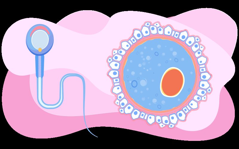 оплодотворение яйцеклетки сперматозоидом