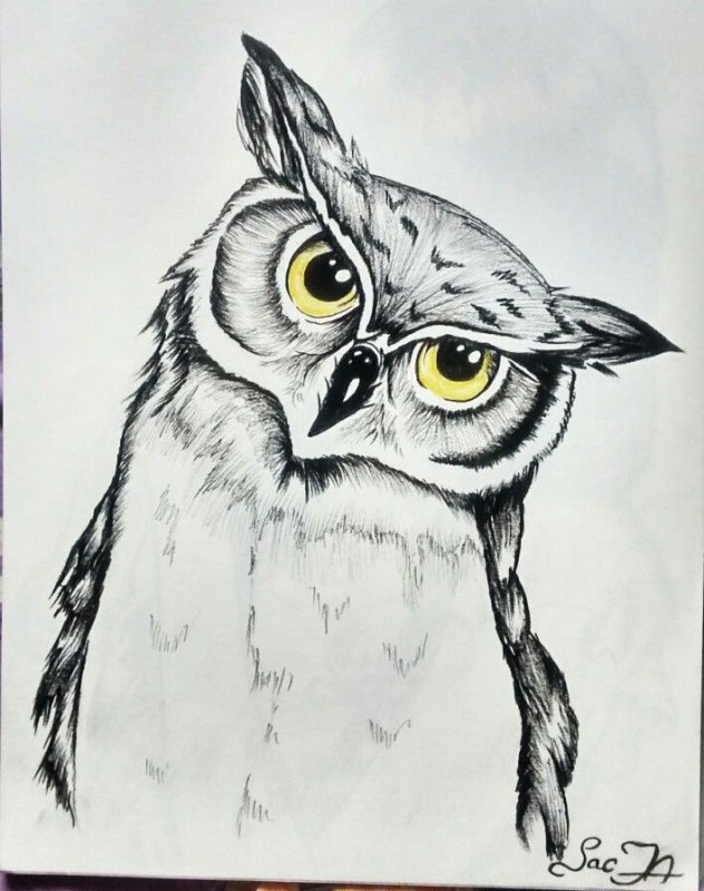 Сова рисунок
