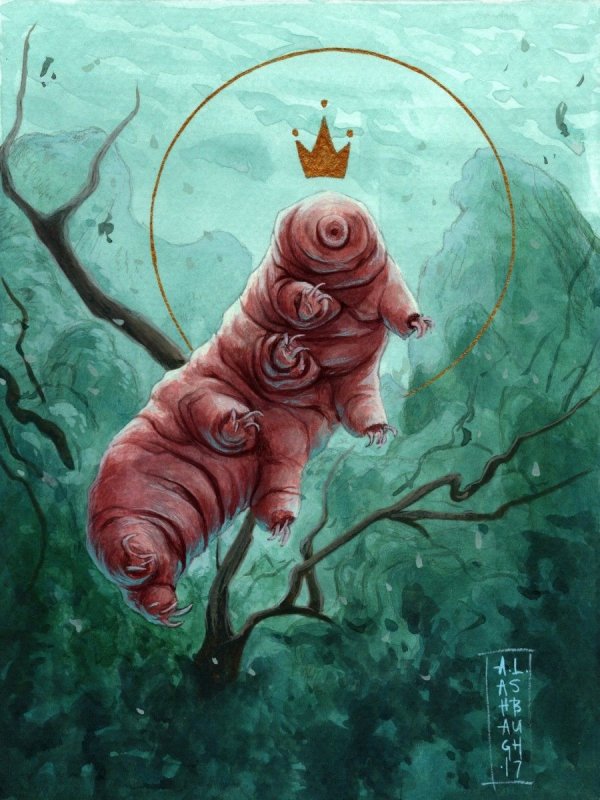 Тихоходка (Tardigrada)